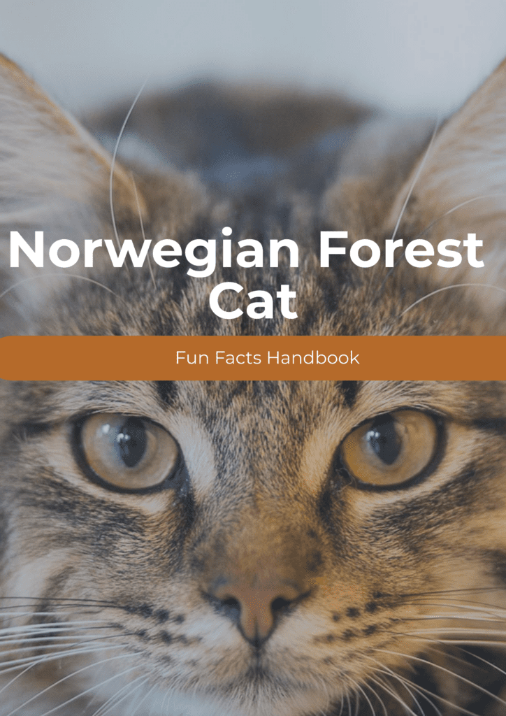 NORWEGIAN FOREST CAT FACTS FOR KIDS visual data 6