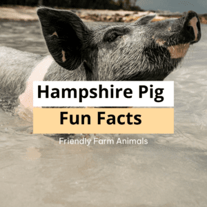 Hampshire Pig Fun Facts Printable