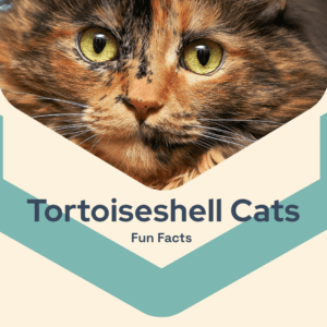 Tortoiseshell Cat Fun Facts Printable