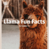 Llamas Fun Facts Printable