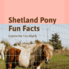 Shetland Pony Fun Facts Printable