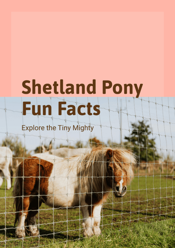 Shetland pony fun facts printable