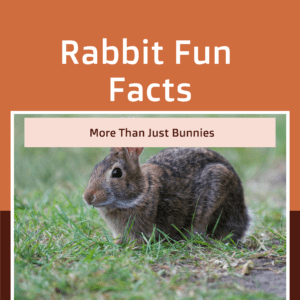 Rabbit Fun Facts Printable