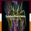 Spiders Fun Facts Printable