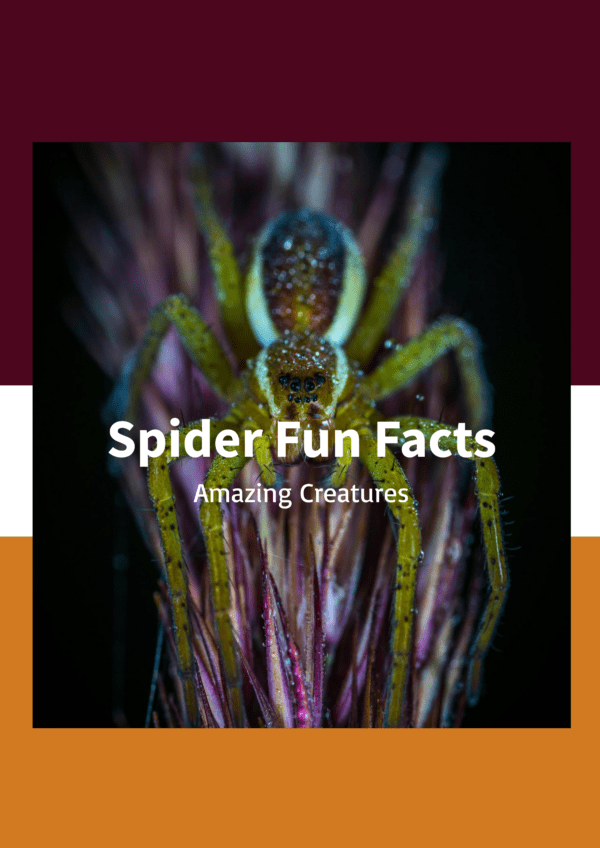 Spiders fun facts printable