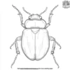 Beetle Coloring Pages