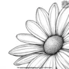 Daisy Petal Close up Coloring Pages