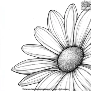 Daisy petal close up coloring pages