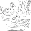 Happy Ducks in a Pond Coloring Pages