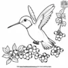 Hummingbird With Berries Coloring Pages