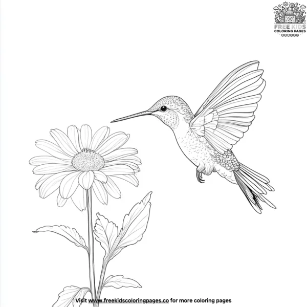 Hummingbird and daisy coloring pages