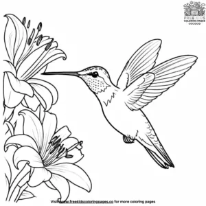 Hummingbird and Lily Coloring Pages