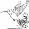 Hummingbird and Rose Coloring Pages