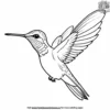 Hummingbird in Flight Coloring Pages