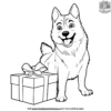 Husky And Gift Box Coloring Pages