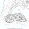 Jaguar Sleeping in the Shade Coloring Pages