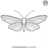 Moth Flying Coloring Pages