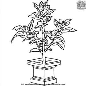 Sacred Tulsi Plant Coloring Pages