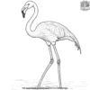 Tall Flamingo Coloring Pages