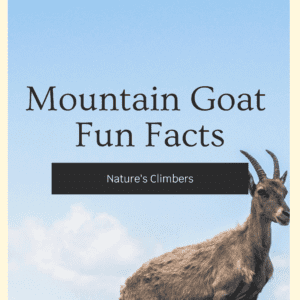 Mountain Goats Fun Facts Printable