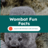 Wombat Fun Facts Printable