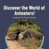 Anteater Fun Facts Printable