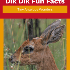 Dik Dik Fun Facts Printable