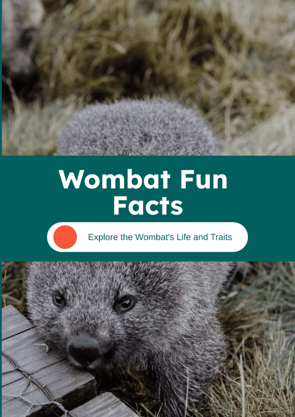 Wombat fun facts printable