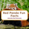 Red Panda Fun Facts Printable